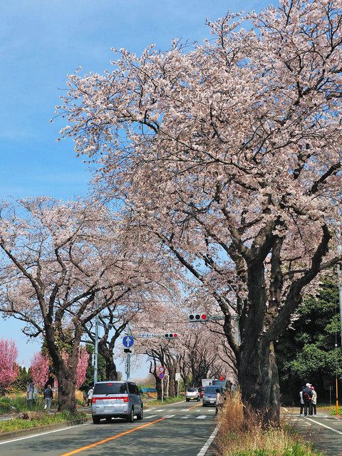 今春も花を咲かせた海軍道路の桜並木＝横浜市瀬谷区で（市民提供）
