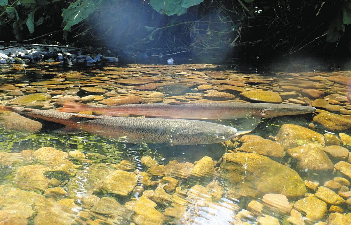 国内最大の淡水魚で絶滅危惧種のイトウ（北海道大北方生物圏フィールド科学センター提供）