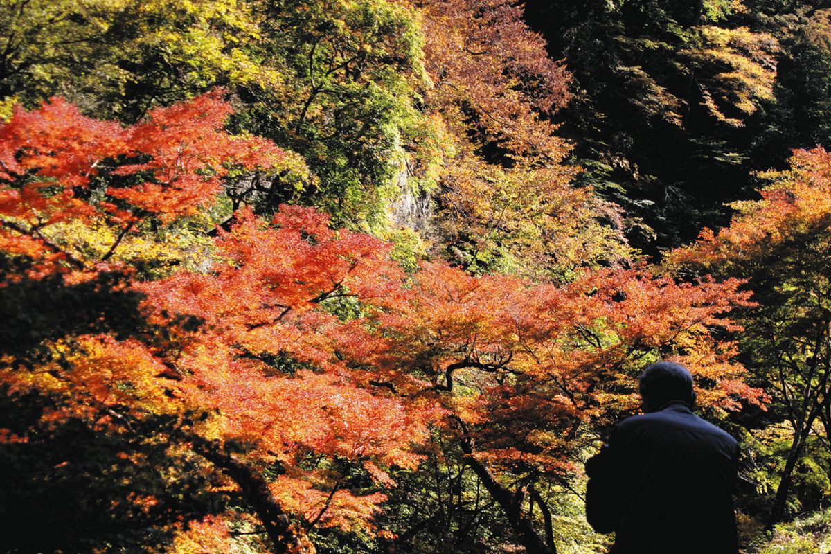 秩父点描＞中津峡、真っ赤に染まる 「女郎もみじ」見頃：東京新聞デジタル