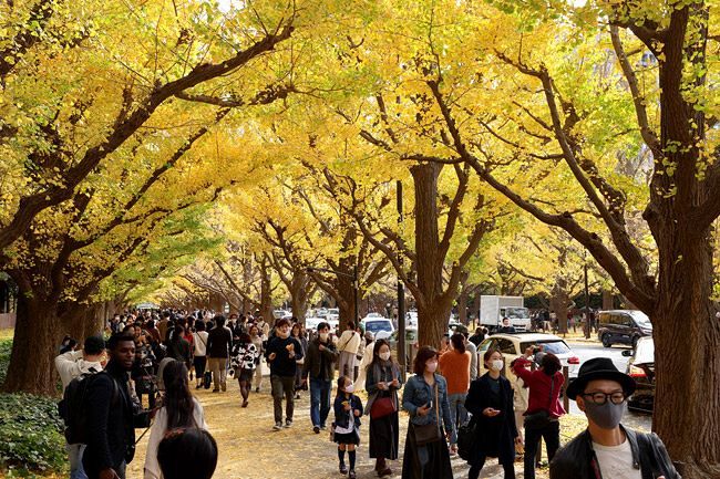 東京都港区の青山通りから神宮外苑に続くイチョウ並木が黄色く色づき、見ごろを迎えている。３連休の最終日となった２３日、黄金色のトンネルは家族連れやカップルでにぎわっていた。例年、周辺に屋台が並ぶ「いちょう祭り」や夜間のライトアップなどが行われるが、今年は新型コロナウイルスの影響で中止となっている＝2020年11月23日（佐藤哲紀撮影）