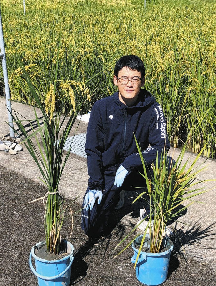 イネの茎が鍵握る 新たな「緑の革命」に期待 発生や伸長の仕組み解明