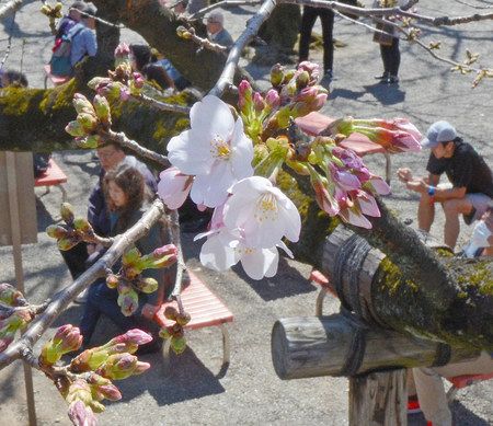 桜の開花 お花見前線 異常あり 東京新聞 Tokyo Web