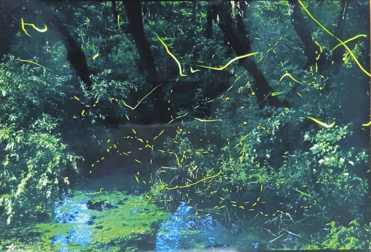 ホタルの光がふわっと舞い上がる幻想的な世界へ…福島市の「荒川ほたる