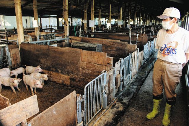 自社の養豚場で育てる子豚たちを見回る「かとちく」の加藤社長＝川越市で
