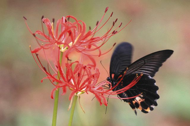 花前線 赤いヒガンバナ あぜ道や野辺彩る 東京新聞 Tokyo Web