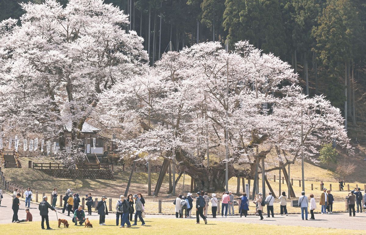 日本三大桜の「淡墨桜」が、クローンになって1000年生きる？ ほぼ