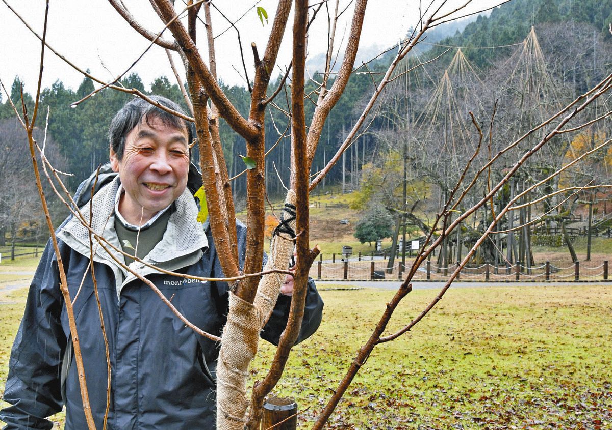 日本三大桜の「淡墨桜」が、クローンになって1000年生きる？ ほぼ