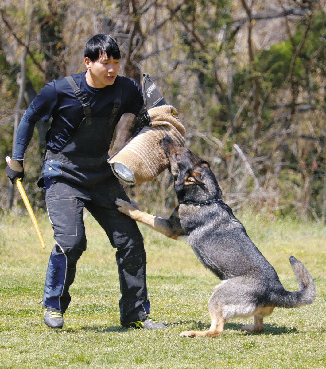 嘱託警察犬審査会 67頭と指導士24人が訓練の成果を発揮 埼玉県警：東京