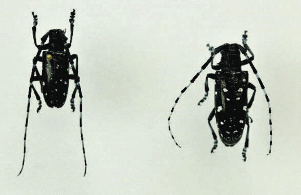 外来カミキリ」被害に待った！ 「みっけ隊」県が参加呼びかけ 目印は