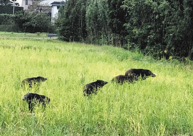 イノシシ捕獲 最多の勢い 本年度７０００頭超えか 南房総市 東京新聞 Tokyo Web