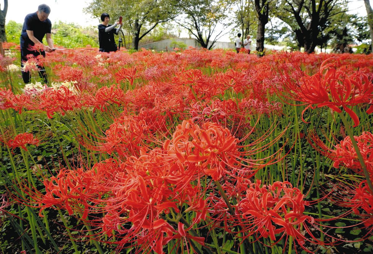 彼岸花　ヒガンバナ　斑入り　3鉢セット❗特価❗ Yahoo!オークション -「斑入り 彼岸花」の落札相場・落札価格