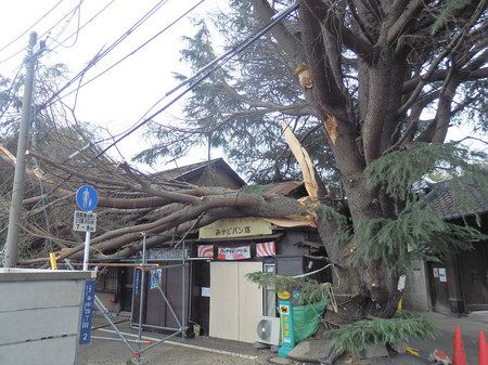幹が折れた樹齢１００年のヒマラヤスギ＝台東区谷中のみかどパン店で