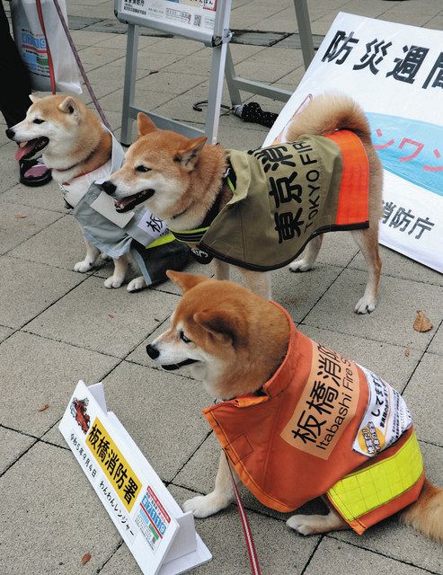 コレクション dog 東京 服