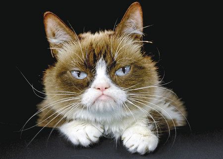 生きもの編 不機嫌な顔のネコ 笑顔でお別れ 東京新聞 Tokyo Web