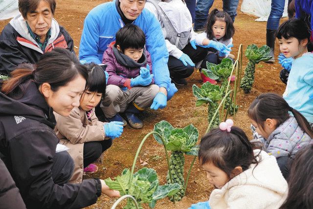 昨年１２月に日野市の畑で開かれた体験イベントで、芽キャベツの栽培や収穫について説明を聞く親子ら（エマリコくにたち提供） 