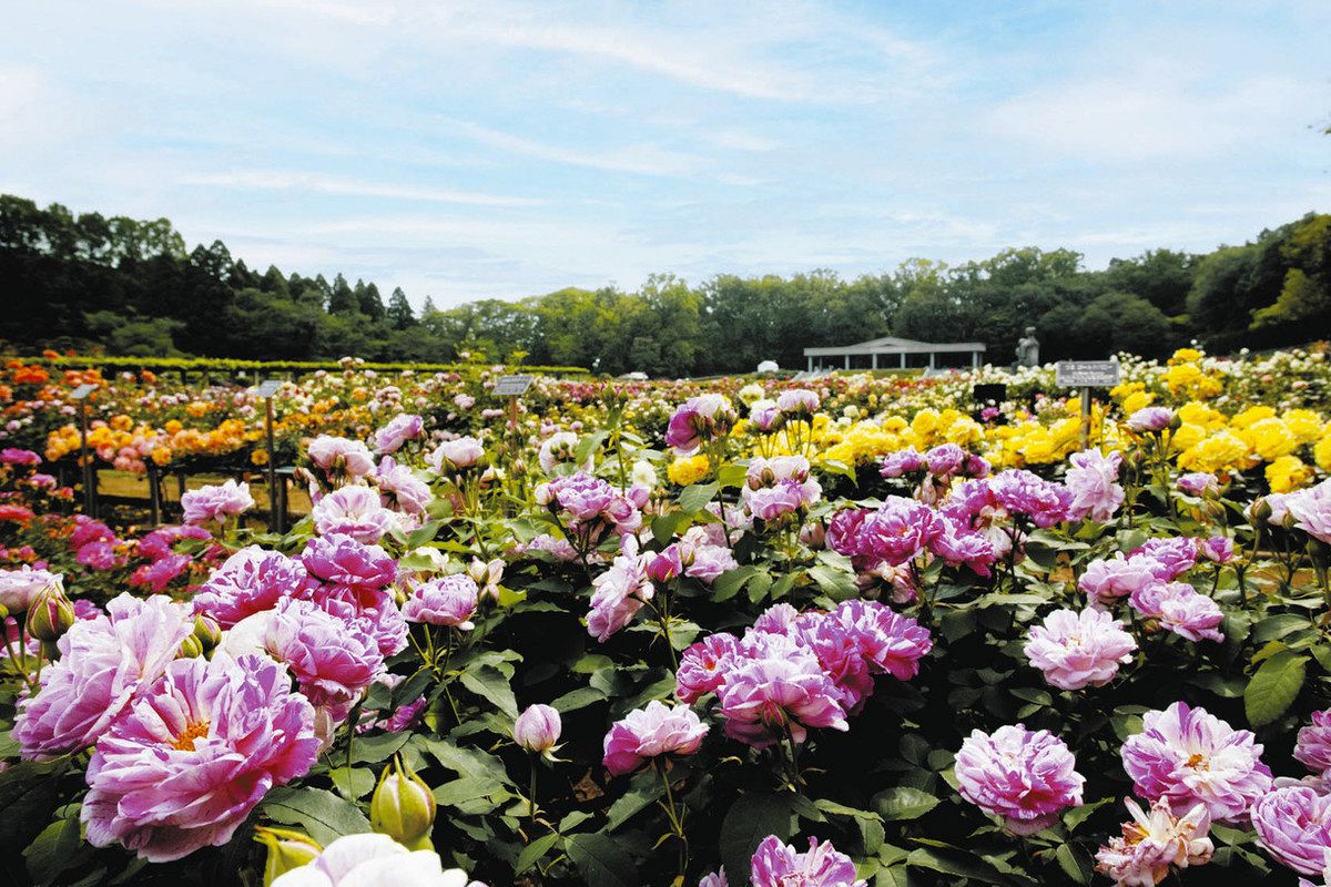 行ってみたら 花前線〉街にもバラの香り：東京新聞デジタル