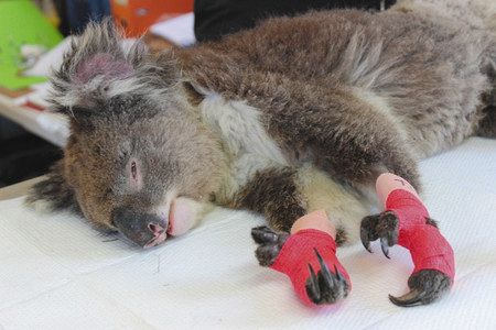 オーストラリア南部カンガルー島で２月５日、やけどを負った両手に包帯を巻かれ、横たわるコアラ