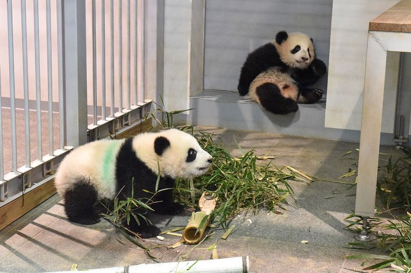 動画】シャオシャオは強気、レイレイはのんびり!? 上野動物園の双子