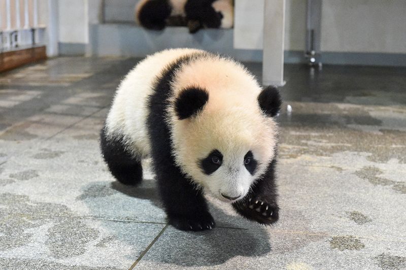 動画 シャオシャオは強気 レイレイはのんびり 上野動物園の双子パンダ 東京新聞 Tokyo Web