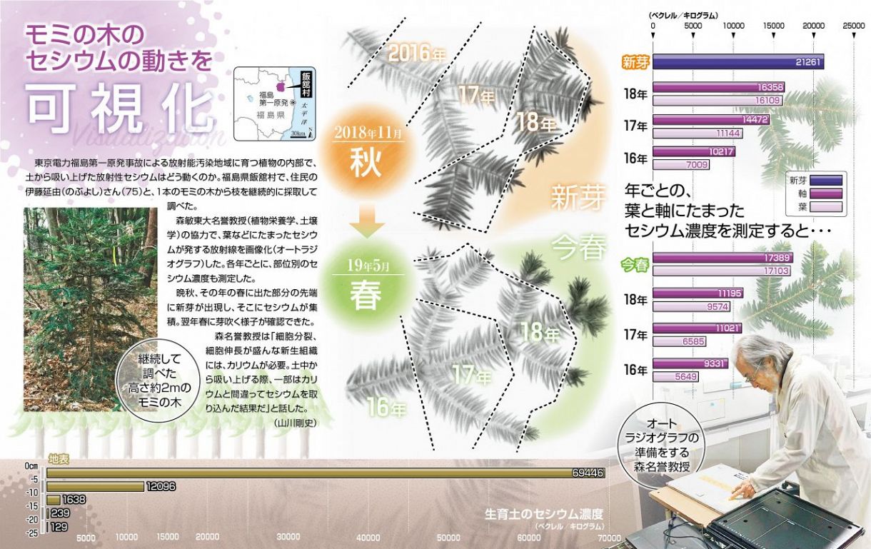 モミの木のセシウムの動きを可視化：東京新聞デジタル