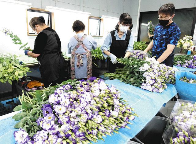 多様な色彩 家庭で楽しんで 生産量 県内1位も需要低迷 トルコギキョウ 足利 太平記館で来月中下旬に格安販売 東京新聞 Tokyo Web 多様な色彩 家庭で楽しんで 生産量 県内1位も需要低迷 トルコギキョウ 足利 太平記館で来月中下旬に格安販売 東京新聞 Tokyo Web