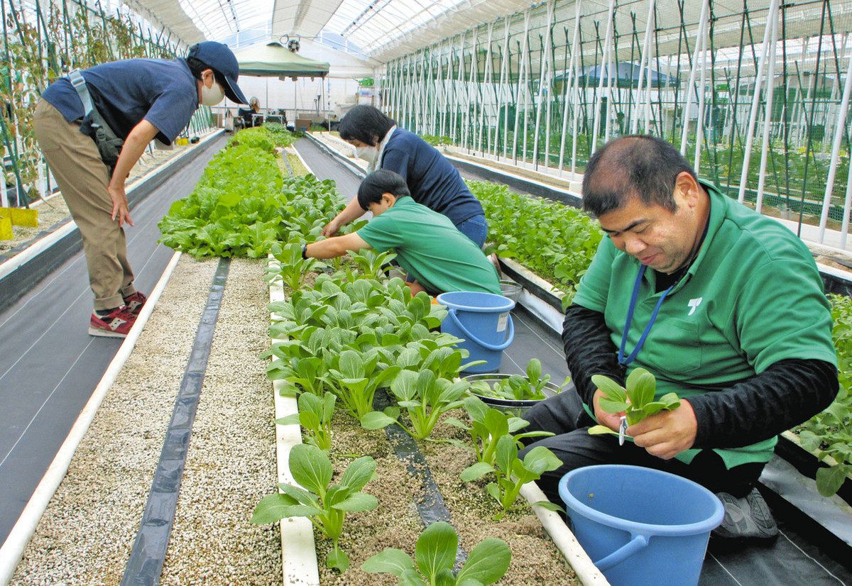 障がい者の自立へ 広がる貸農園 作業所より高収入 高齢者らサポート：東京新聞デジタル