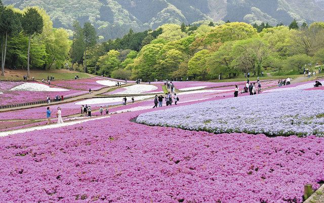 ゆったり秩父ハイク 歴史と文化、郷愁の山里 芝桜アート、棚田…四季