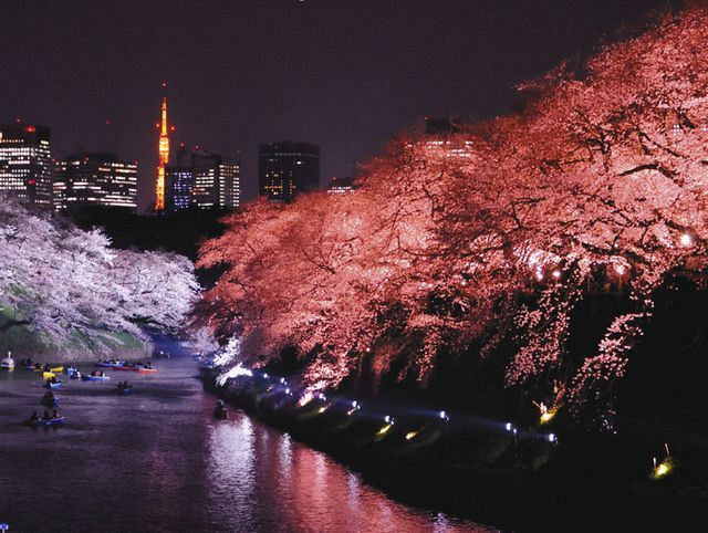 千代田のさくらまつり ２年連続で中止に 東京新聞 Tokyo Web
