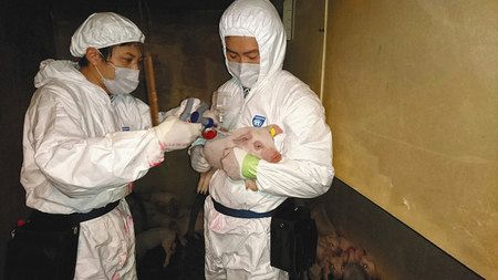 豚熱のワクチン 県内で接種開始：東京新聞 TOKYO Web