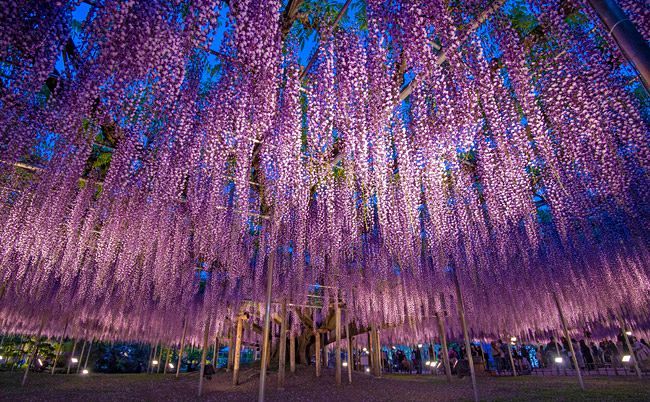 鬼滅の刃 聖地 2年ぶり公開 あしかがフラワーパーク 東京新聞 Tokyo Web