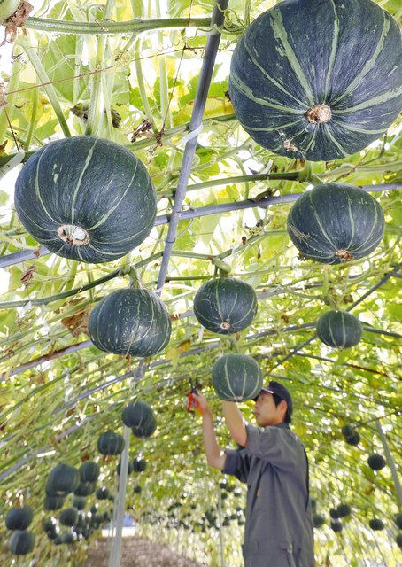 経済編 空飛ぶカボチャ 大きくなった 東京新聞 Tokyo Web