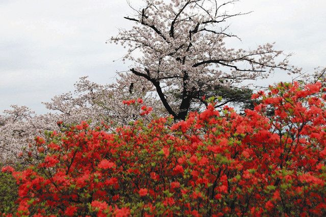 散る花と咲く花 鮮やか共演 サクラとヤマツツジ 東京新聞 Tokyo Web