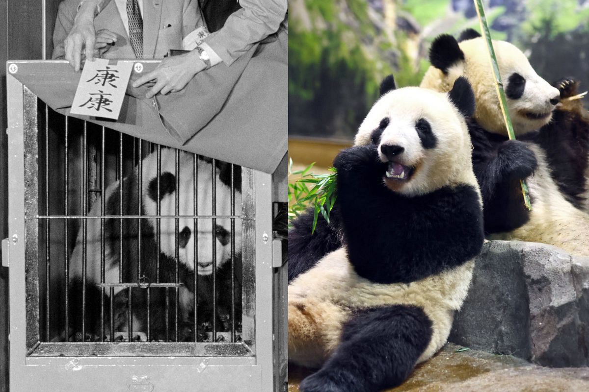 パンダと上野、秘蔵写真で振り返る50年の記憶 カンカン、ランラン来日