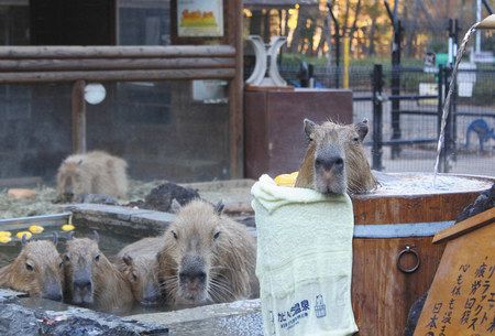 カピバラ温泉 いい湯だな こども動物自然公園 東京新聞 Tokyo Web
