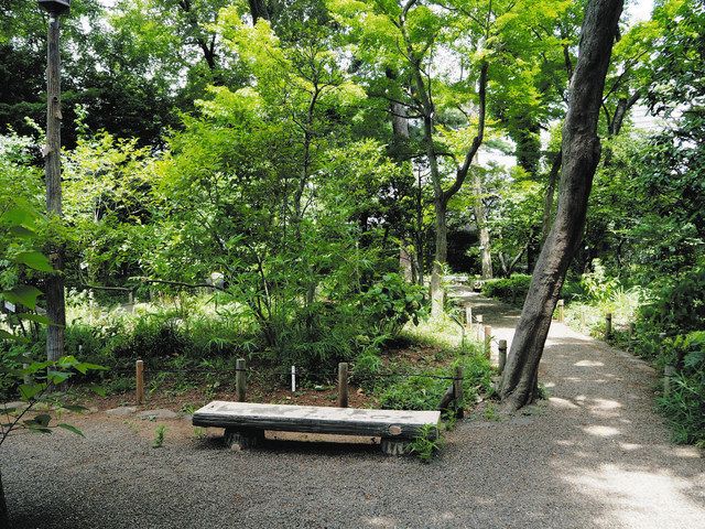 学んで納涼 練馬区立牧野記念庭園 武蔵野の木々と博士発見の植物 東京新聞 Tokyo Web