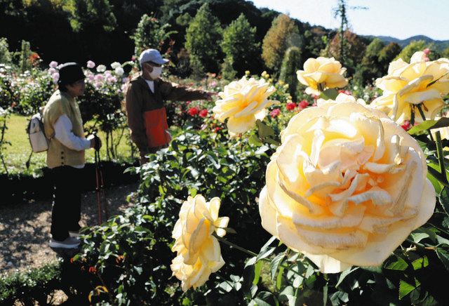 色とりどり 秋バラ咲き誇る 河津バガテル公園で見頃 東京新聞 Tokyo Web