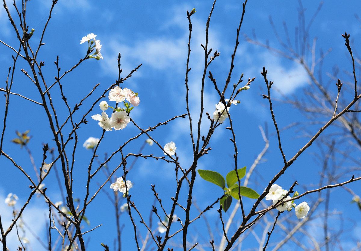 さくらの木 厚木市観光協会 県立七沢森林公園さくらの園のスイフヨウと