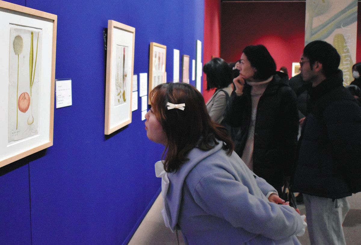 食を彩る細密植物画展 茨城県近代美術館で190点 英国の食文化ひもとく：東京新聞デジタル