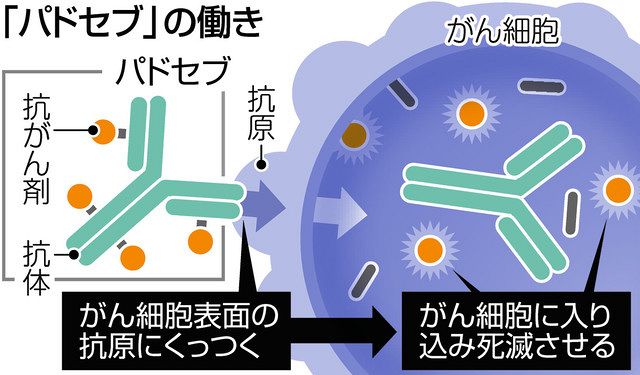 泌尿器科のがん化学療法・薬物療法: レジメン・副作用・ケア 完全ガイド (泌尿器ケア2009年冬季増刊) m3電子書籍 | 泌尿器外科 2021年11月号（Vol.34 No.11）【特集