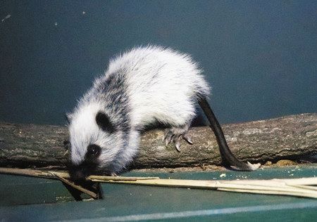 ウスイロホソオクモネズミ赤ちゃん誕生 県こども動物自然公園で全国初 東京新聞 Tokyo Web
