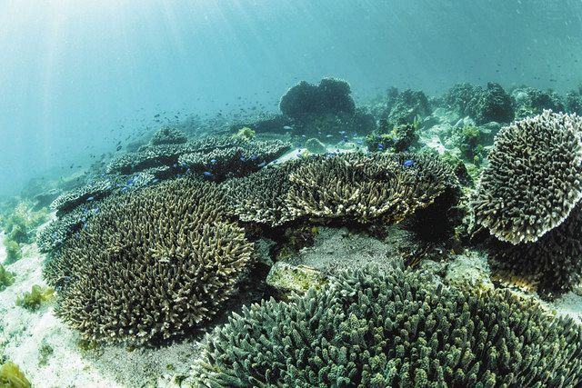 五島列島の海底には多種多様なサンゴ礁が育つ＝長崎県・五島列島の多々良島沖合で（高砂淳二さん撮影）