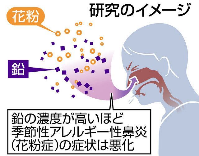 花粉症の症状 大気中の鉛で悪化 福井大と名大が調査 東京新聞 Tokyo Web 花粉症の症状 大気中の鉛で悪化 福井大と名大が調査 東京新聞 Tokyo Web