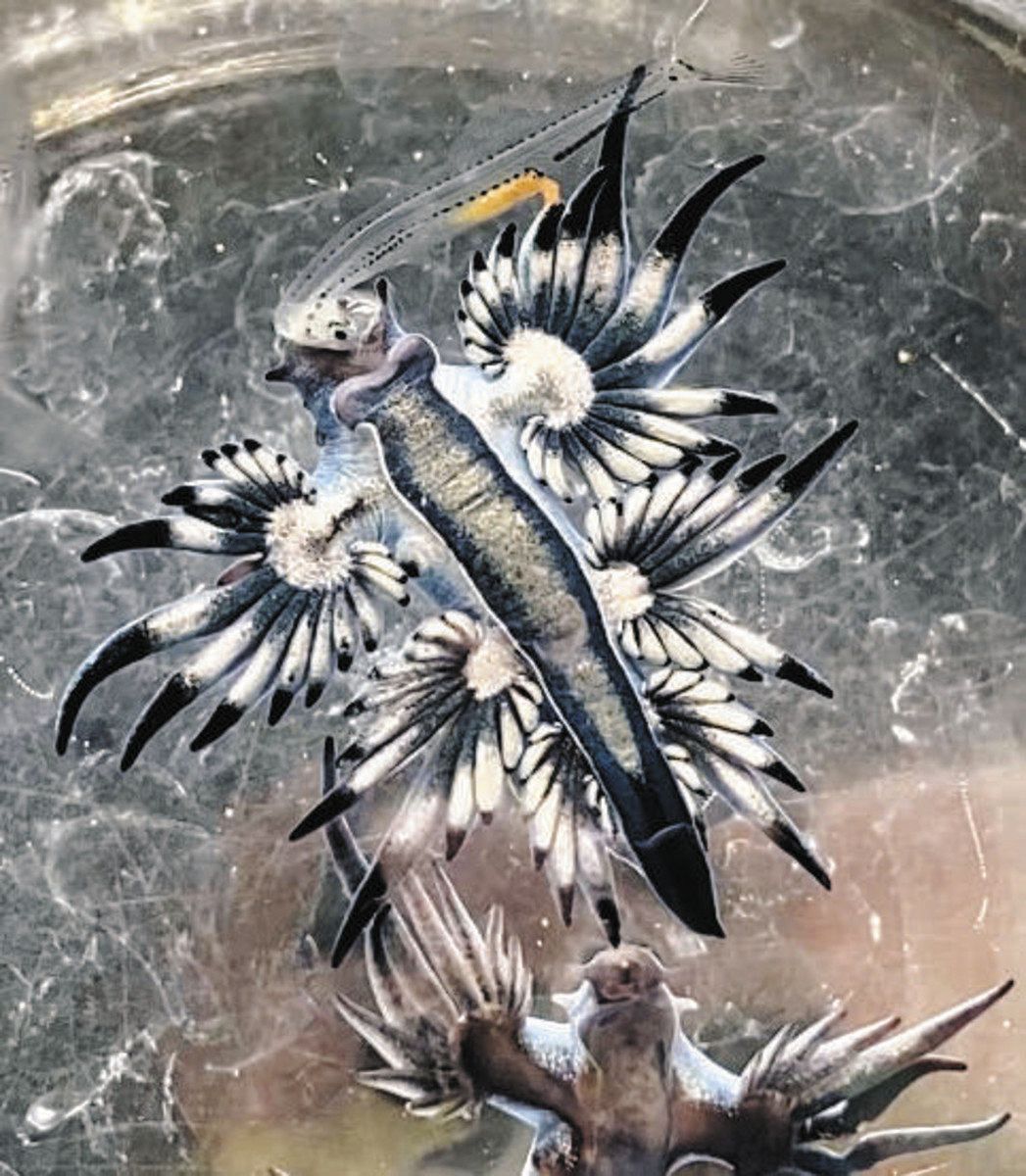 アオ ミノウミウシ
