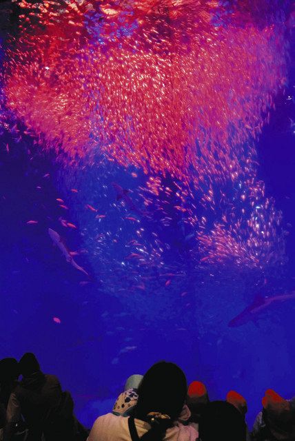 イワシライフ」リニューアル 2万匹が迫力ある泳ぎ アクアワールド茨城