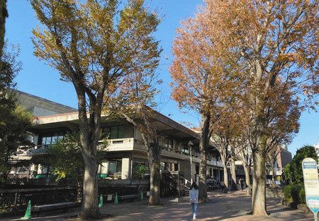 現庁舎と区民会館がある敷地の東側には落ち着いた雰囲気を醸し出すケヤキの木が並ぶ＝世田谷区で