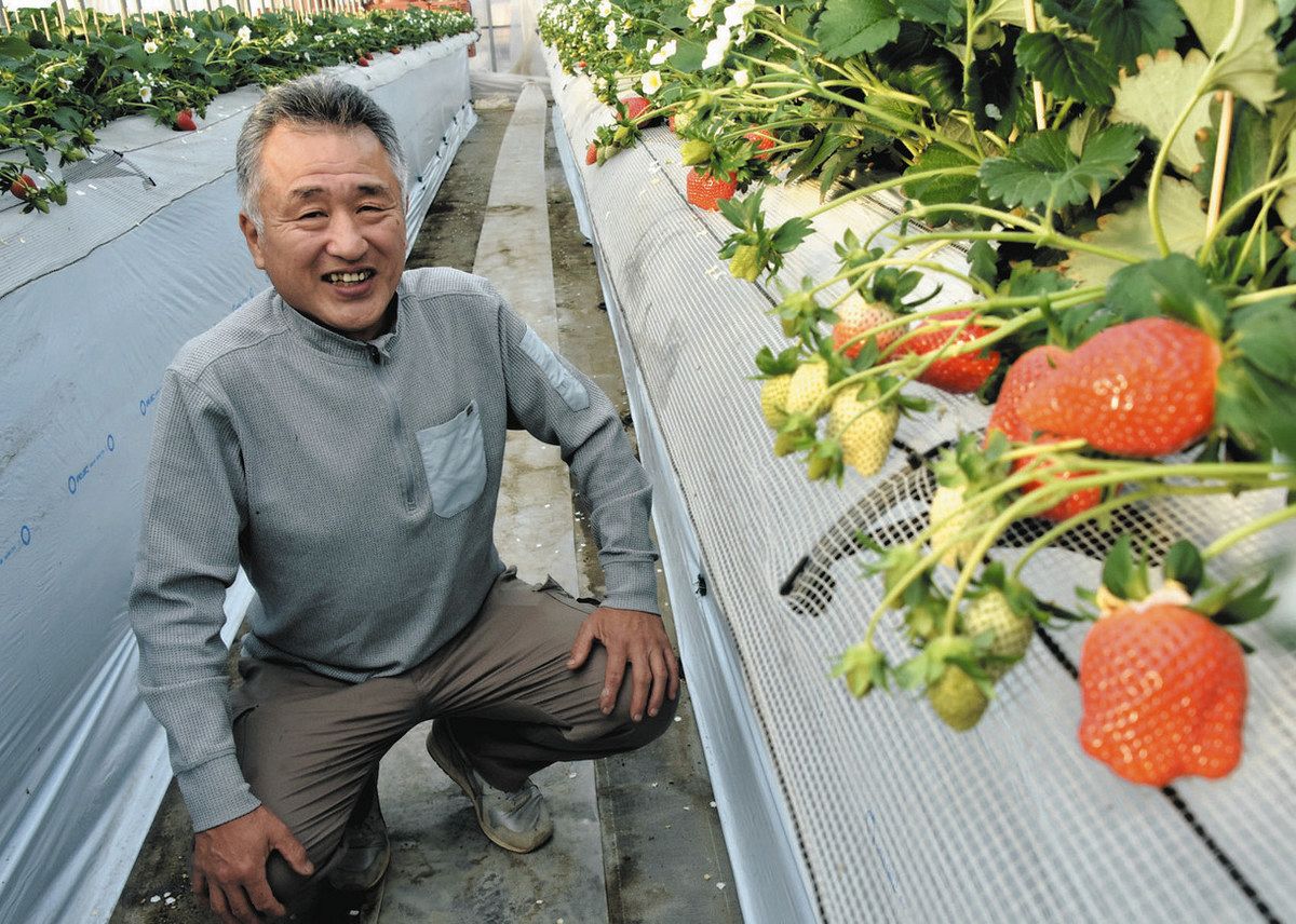 白いイチゴ」求め長蛇の列…松戸の農家・月見里泰之さんが対面販売に