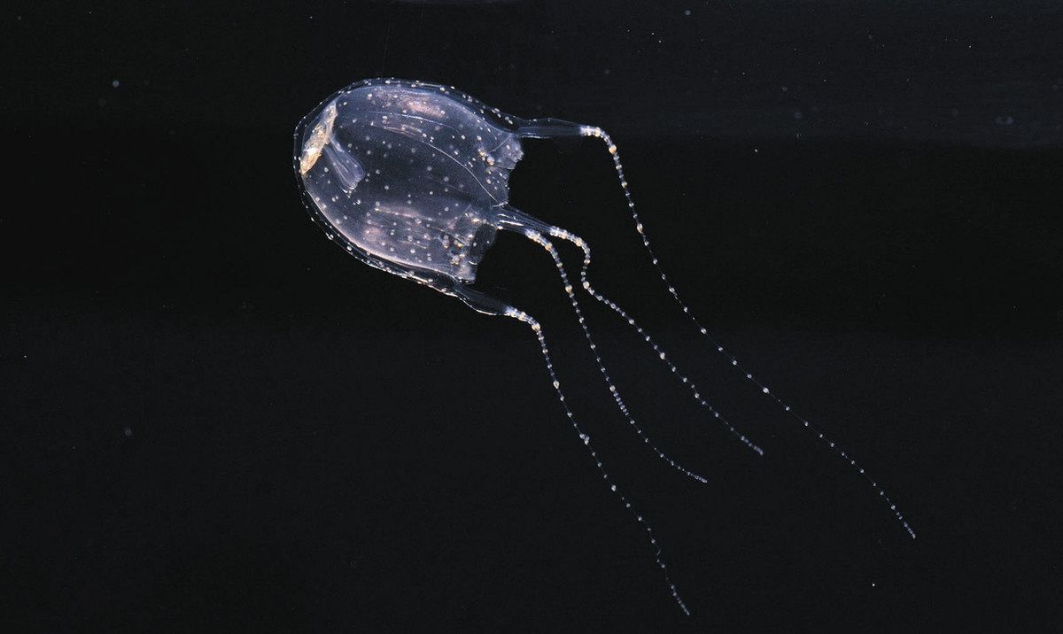 珍しいクラゲの育成成功 新江ノ島など全国4水族館、広島県・福山大 水