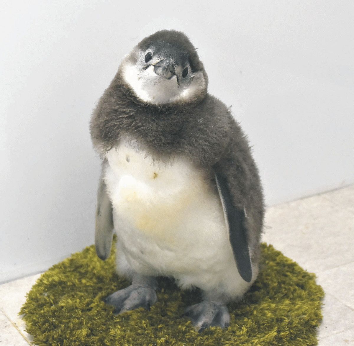 ペンギン赤ちゃん 来月デビュー、会いに来て すみだ水族館で4羽