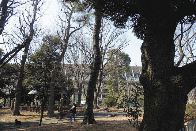 石川教授と訪れた再開発エリアの森には、巨木が連なっていた。春のような日差しの中、上着を脱いで散策する人の姿も。奥に国立競技場が見える。