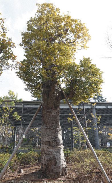 枝を深く刈り込まれたスダジイ。国立競技場の建て替えに伴って移植された